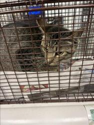 Shelter Stray Male Cat last seen , 11361 W Pico Blvd, Los Angeles, CA 90064, USA