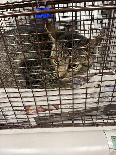 Shelter Stray Male Cat last seen , 11361 W Pico Blvd, Los Angeles, CA 90064, USA