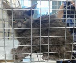 Shelter Stray Male Cat last seen , 2811 SE 29th St, Oklahoma City, OK 73129, USA