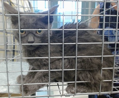 Shelter Stray Male Cat last seen , 2811 SE 29th St, Oklahoma City, OK 73129, USA