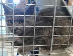 Shelter Stray Female Cat last seen , 2811 SE 29th St, Oklahoma City, OK 73129, USA
