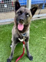Shelter Stray Male Dog last seen , 14409 Vanowen St, Van Nuys, CA 91405, USA