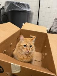 Shelter Stray Male Cat last seen , 14409 Vanowen St, Van Nuys, CA 91405, USA