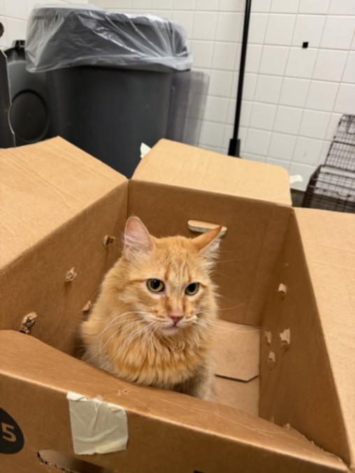 Shelter Stray Male Cat last seen , 14409 Vanowen St, Van Nuys, CA 91405, USA