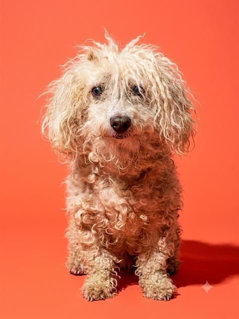 Shelter Stray Female Dog last seen Near BLOCK MULL ST ROOM 6, 2020 Forest St, Jacksonville, FL 32204, USA