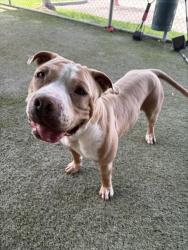 Shelter Stray Male Dog last seen Near BLOCK NE 2ND AVE, 3599 NW 79th Ave, Doral, FL 33122, USA