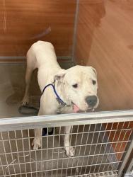 Shelter Stray Male Dog last seen HAMMOCKS PARK 139 AVE SW 89 ST, 3599 NW 79th Ave, Doral, FL 33122, USA