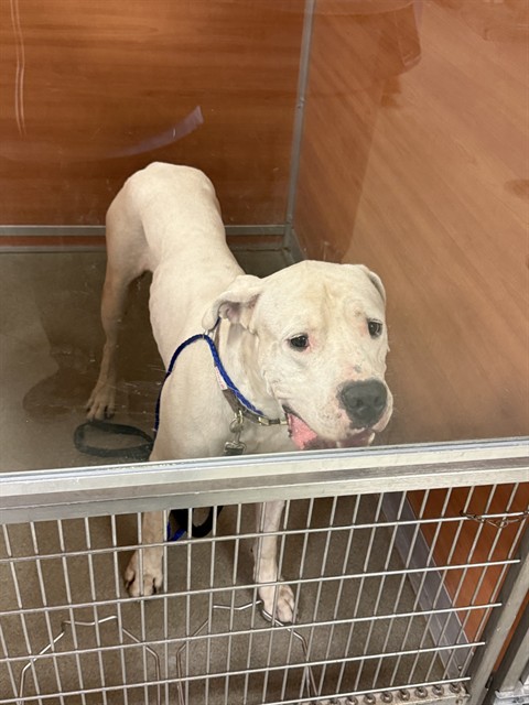 Shelter Stray Male Dog last seen HAMMOCKS PARK 139 AVE SW 89 ST, 3599 NW 79th Ave, Doral, FL 33122, USA