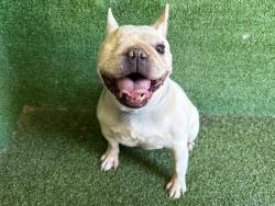 Shelter Stray Female Dog last seen , 5210 W Ave I, Lancaster, CA 93536, USA
