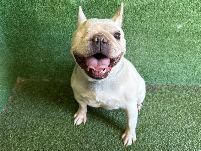 Shelter Stray Female Dog last seen , 5210 W Ave I, Lancaster, CA 93536, USA