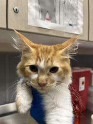 Shelter Stray Male Cat last seen N LAS VEGAS BLVD & E CAREY AVE, 655 N Mojave Rd, Las Vegas, NV 89101, USA