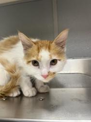 Shelter Stray Male Cat last seen N LAS VEGAS BLVD & E CAREY AVE, 655 N Mojave Rd, Las Vegas, NV 89101, USA