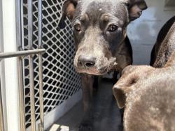 Shelter Stray Female Dog last seen Near BLOCK CAROUSEL AVE, TAFT CA 93268, 3951 Fruitvale Ave, Bakersfield, CA 93308, USA