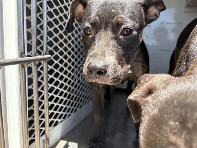 Shelter Stray Female Dog last seen Near BLOCK CAROUSEL AVE, TAFT CA 93268, 3951 Fruitvale Ave, Bakersfield, CA 93308, USA