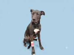 Shelter Stray Male Dog last seen , 1850 W 60th St, Los Angeles, CA 90047, USA