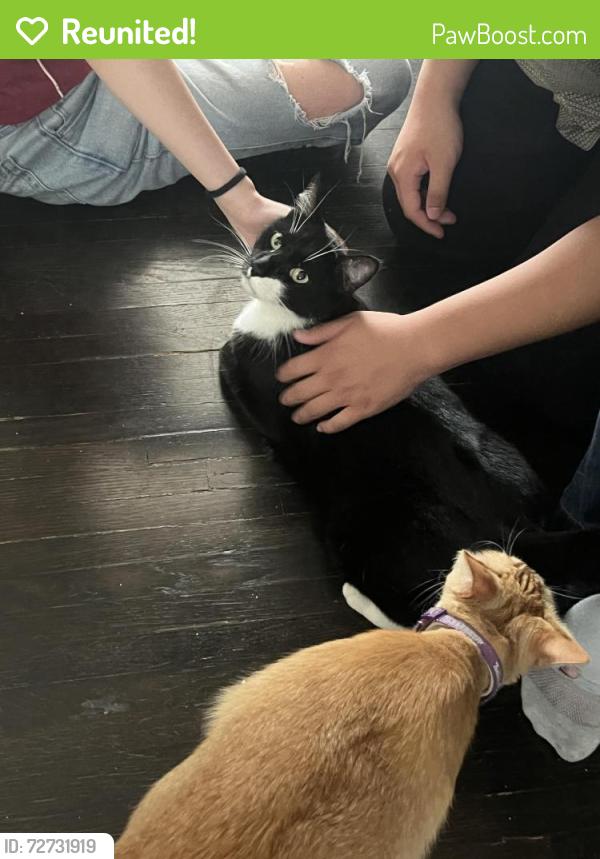 Reunited Male Cat last seen South Norton Ave off of Pico Blvd, Los Angeles, CA 90019