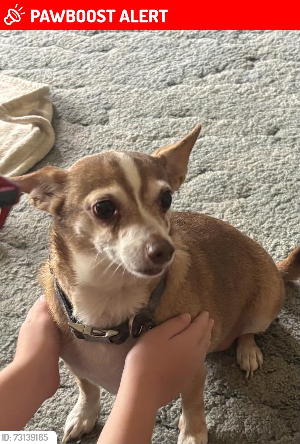 Lost Female Dog last seen Ebright Rd and Bixford Ave, South Columbus, OH 43110
