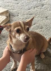 Lost Female Dog last seen Ebright Rd and Bixford Ave, South Columbus, OH 43110