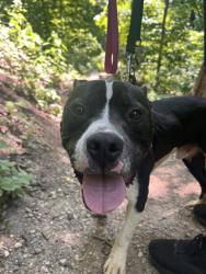 Shelter Stray Male Dog last seen Near, 2600 S Harding St, Indianapolis, IN 46221, USA