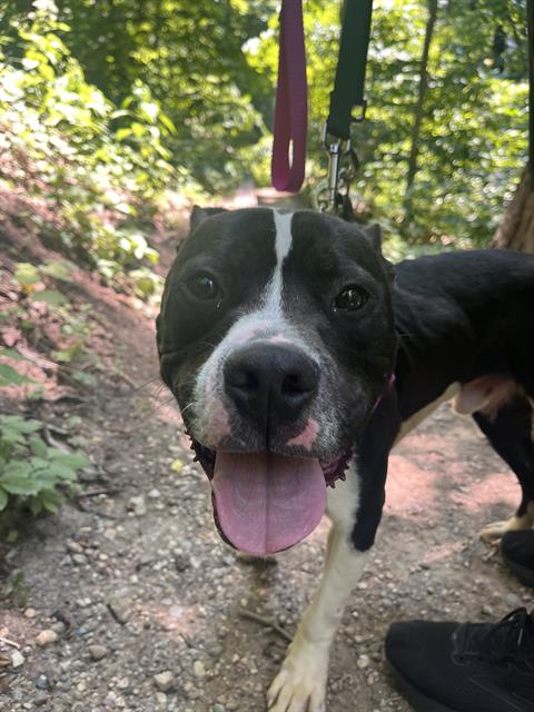 Shelter Stray Male Dog last seen Near, 2600 S Harding St, Indianapolis, IN 46221, USA