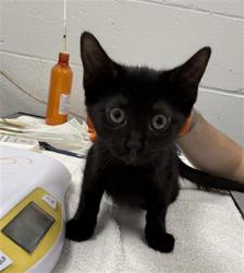 Shelter Stray Female Cat last seen Near, 2600 S Harding St, Indianapolis, IN 46221, USA