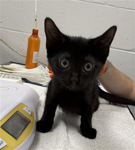 Shelter Stray Female Cat last seen Near, 2600 S Harding St, Indianapolis, IN 46221, USA