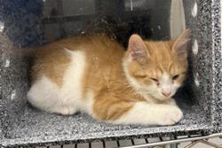 Shelter Stray Male Cat last seen Near, 2600 S Harding St, Indianapolis, IN 46221, USA