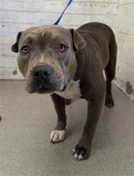 Shelter Stray Female Dog last seen RANDALL/MANGO, 333 Chandler Pl, San Bernardino, CA 92408, USA