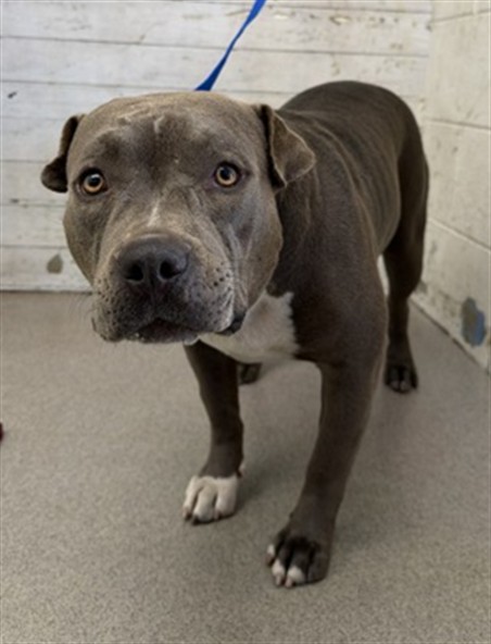 Shelter Stray Female Dog last seen RANDALL/MANGO, 333 Chandler Pl, San Bernardino, CA 92408, USA