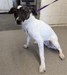 Shelter Stray Female Dog last seen , 333 Chandler Pl, San Bernardino, CA 92408, USA