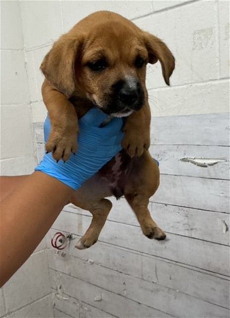 Shelter Stray Female Dog last seen , 333 Chandler Pl, San Bernardino, CA 92408, USA