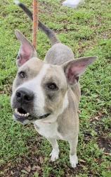 Shelter Stray Male Dog last seen Near BLOCK WASHINGTON ST, HOLLYWOOD, FLORIDA, 2400 SW 42nd St, Fort Lauderdale, FL 33312, USA