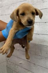 Shelter Stray Female Dog last seen E ST AND BERLYN, 333 Chandler Pl, San Bernardino, CA 92408, USA