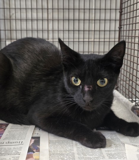 Shelter Stray Female Cat last seen , 957 N Gaffey St, San Pedro, CA 90731, USA