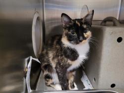 Shelter Stray Female Cat last seen , 957 N Gaffey St, San Pedro, CA 90731, USA