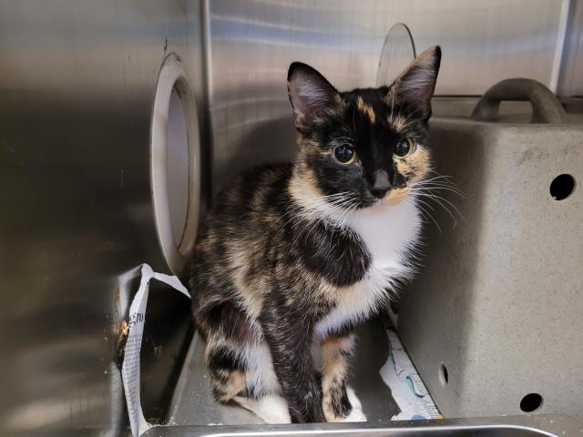 Shelter Stray Female Cat last seen , 957 N Gaffey St, San Pedro, CA 90731, USA
