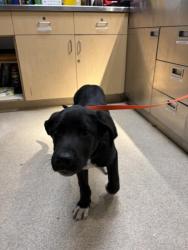 Shelter Stray Male Dog last seen Near BLOCK DAVID WAY, JURUPA VALLEY, CA, 6851 Van Buren Boulevard, Jurupa Valley, CA 92509, USA