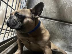 Shelter Stray Male Dog last seen , 957 N Gaffey St, San Pedro, CA 90731, USA