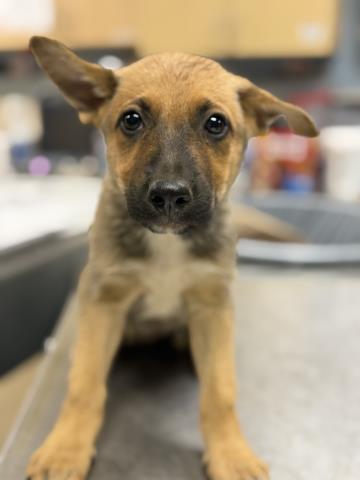Shelter Stray Female Dog last seen Near BLOCK YEARLING WAY, JURUPA VALLEY, CA, 6851 Van Buren Boulevard, Jurupa Valley, CA 92509, USA