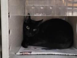Shelter Stray Female Cat last seen , 957 N Gaffey St, San Pedro, CA 90731, USA