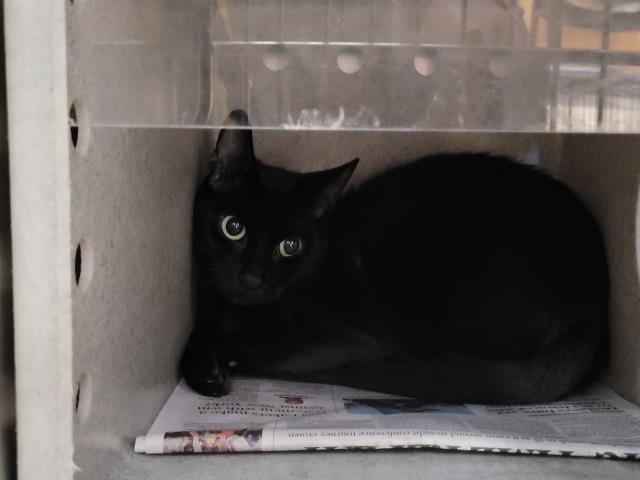 Shelter Stray Female Cat last seen , 957 N Gaffey St, San Pedro, CA 90731, USA