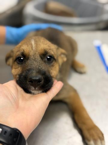 Shelter Stray Male Dog last seen Near BLOCK YEARLING WAY, JURUPA VALLEY, CA, 6851 Van Buren Boulevard, Jurupa Valley, CA 92509, USA