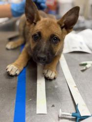 Shelter Stray Female Dog last seen Near BLOCK YEARLING WAY, JURUPA VALLEY, CA, 6851 Van Buren Boulevard, Jurupa Valley, CA 92509, USA