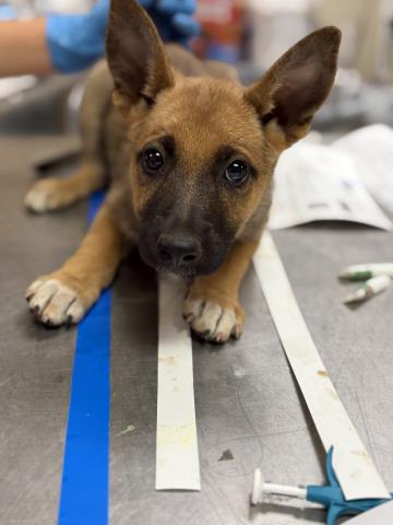 Shelter Stray Female Dog last seen Near BLOCK YEARLING WAY, JURUPA VALLEY, CA, 6851 Van Buren Boulevard, Jurupa Valley, CA 92509, USA