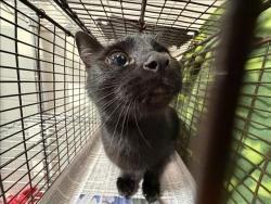 Shelter Stray Female Cat last seen , 957 N Gaffey St, San Pedro, CA 90731, USA