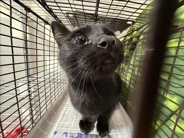Shelter Stray Female Cat last seen , 957 N Gaffey St, San Pedro, CA 90731, USA