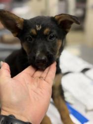 Shelter Stray Male Dog last seen Near BLOCK YEARLING WAY, JURUPA VALLEY, CA, 6851 Van Buren Boulevard, Jurupa Valley, CA 92509, USA