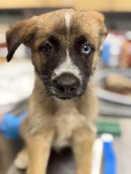 Shelter Stray Male Dog last seen Near BLOCK YEARLING WAY, JURUPA VALLEY, CA, 6851 Van Buren Boulevard, Jurupa Valley, CA 92509, USA