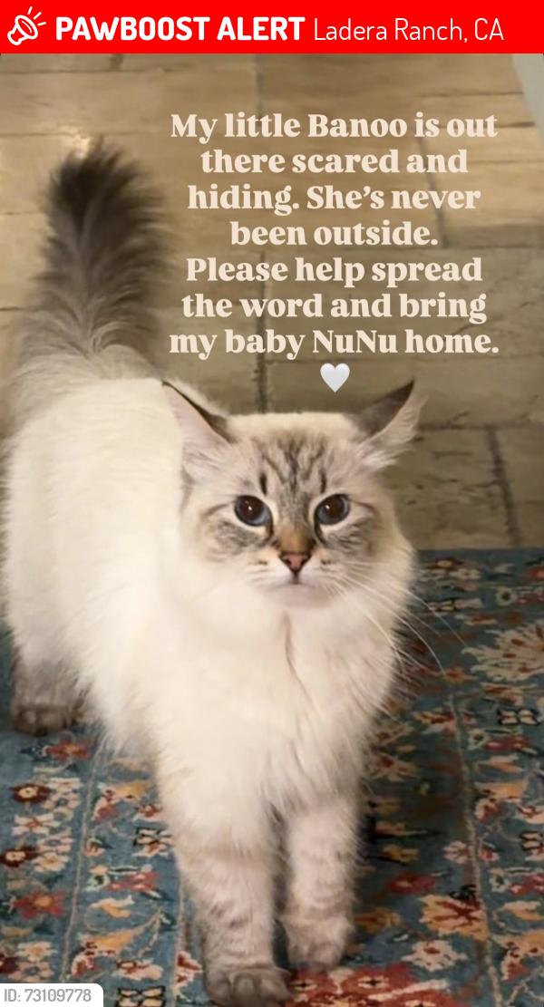 Lost Female Cat last seen Celestial Circle Park, Ladera Ranch, CA 92694