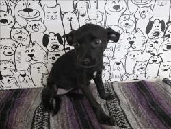 Shelter Stray Female Dog last seen , 957 N Gaffey St, San Pedro, CA 90731, USA